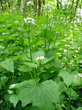 garlic_mustard