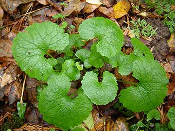 garlicmustard