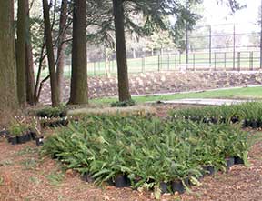 planting