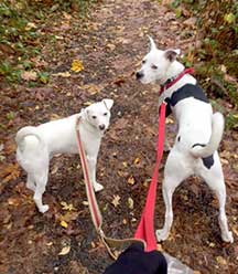 Dogs on a walk