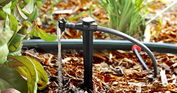 Drip watering is much less wasteful than sprinklers.