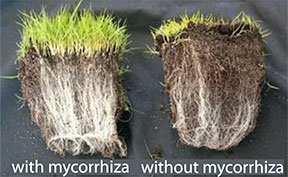 mycorrhizal fungi