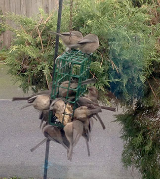 bushtits