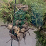 Let them eat suet
