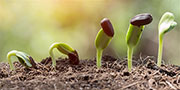 seed-starting