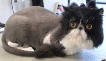 cat