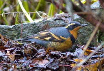 varied thrush