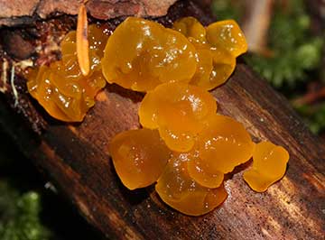 jelly