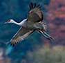 sandhill cranes