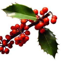 english_holly