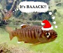 Christmas for Coho.
