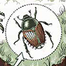 Japanese beetle