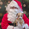 December 2016 Holiday News