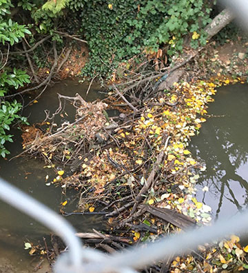 flood—beaver dam