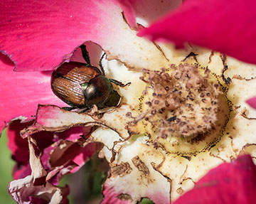 JB eating rose