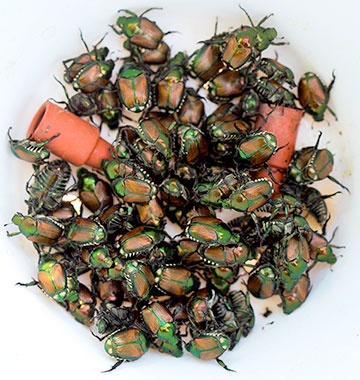 trapped beetles