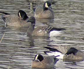 geese