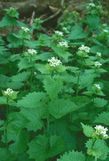 garlic mustard