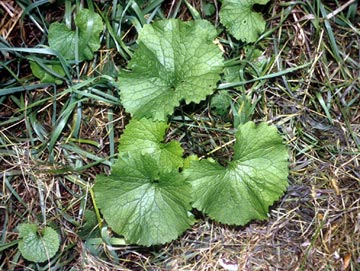 garlic-mustard
