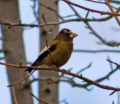Grosbeak
