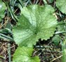 garlic mustard