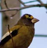 woodpecker