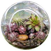 terrarium