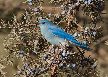 bluebird