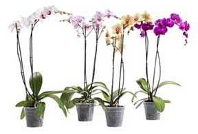 phalaenopsis