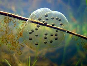 frog eggs