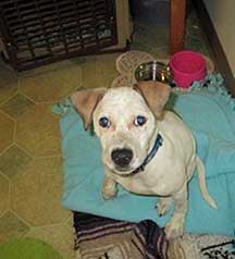 shelter dog