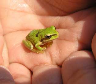 tree frog