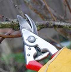 Pruning shears