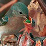Make your Yard a Haven for Early Nesting Birds