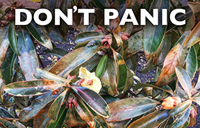 damaged plant