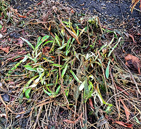 melted perennial