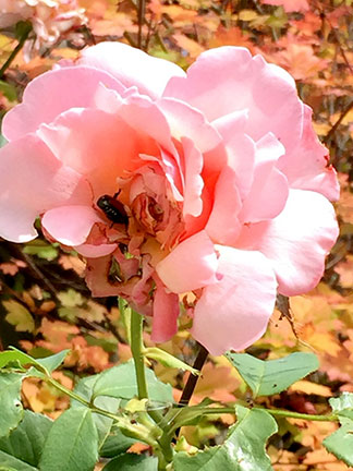 Japanese beetle in a rose.