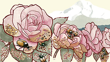 A drawing of beetles on roses.