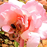 Beetle eradication update