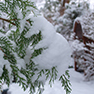 Gardens looking haggard after snowfall? First, don&rsquo;t panic!