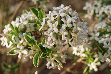 daphne