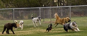 dog park
