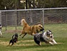 dog park