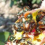 Japanese beetle treatment year three coming up!Vehicle Related Myths: Busted!