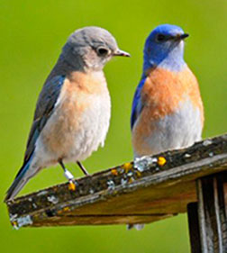 bluebirds
