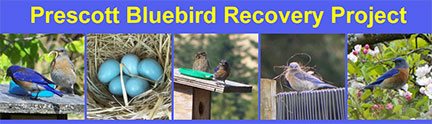 bluebird project