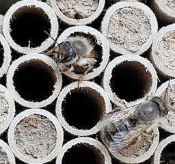 mason bee