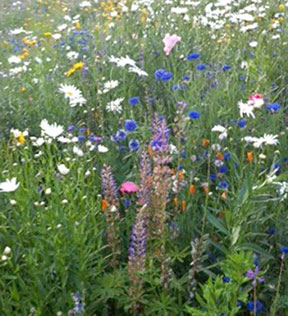 meadowscape