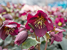 purple hellebore