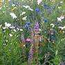 Gardening events and sales